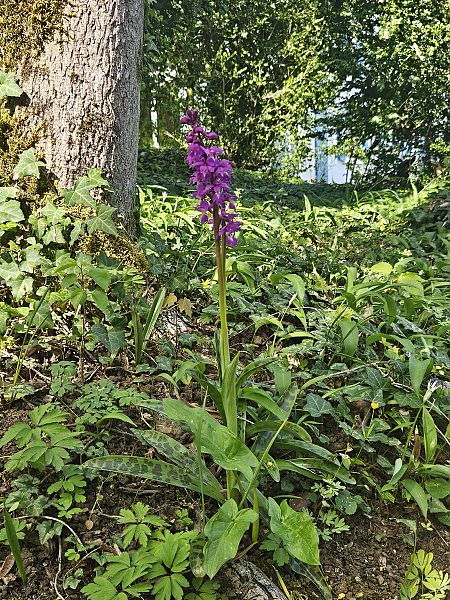 Orchis mascula  - Francois Schneider