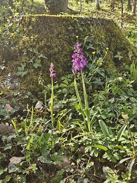 Orchis mascula  - Francois Schneider