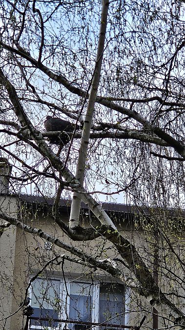 grzywacz  - Anna Kamilewicz-Wicik