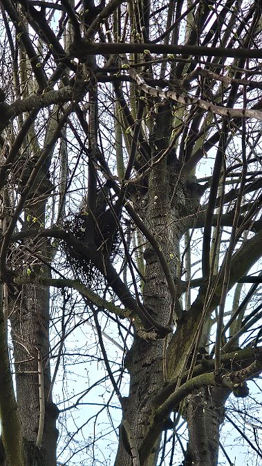 Common Wood Pigeon  - Anna Kamilewicz-Wicik