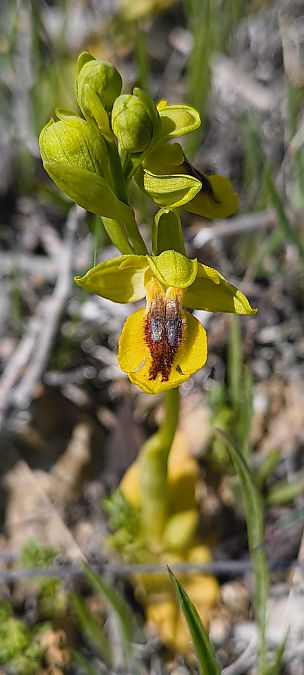 Ophrys lutea  - Stéphane Courric