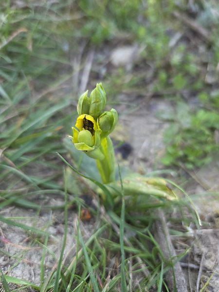 Ophrys lutea  - Eric Detrez