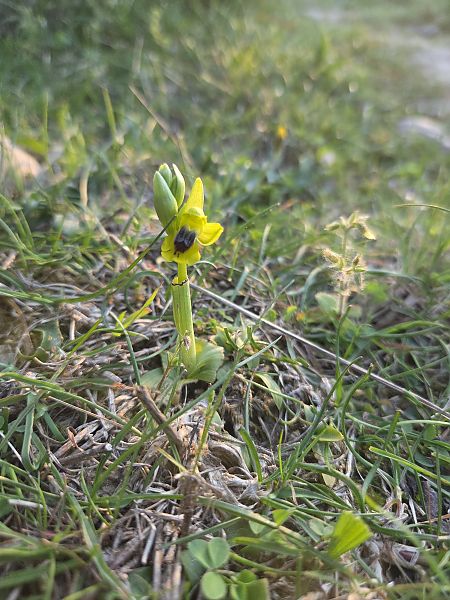 Ophrys lutea  - Eric Detrez