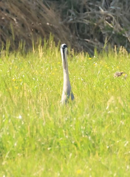 Airone cenerino  - Adelfina Aldrovandi