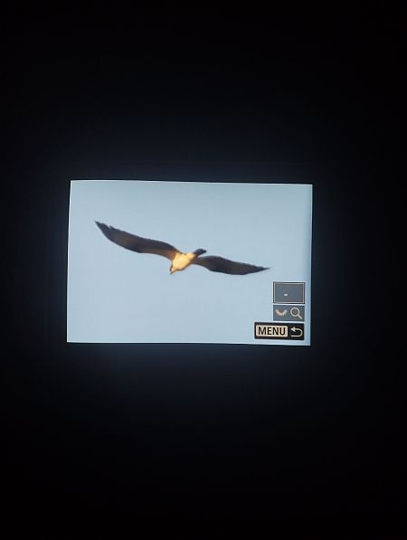 Falco pescatore  - Tommaso Bonora