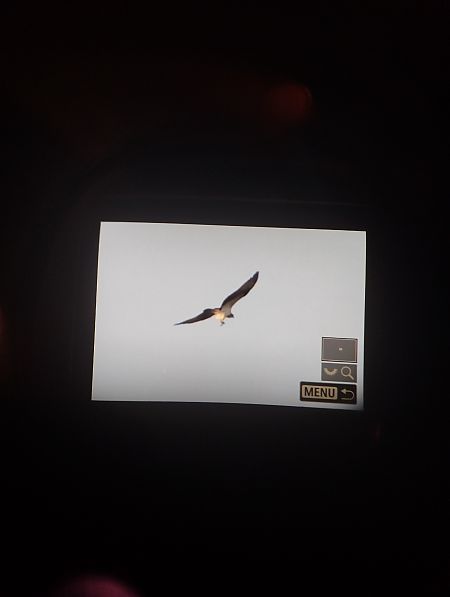 Falco pescatore  - Tommaso Bonora