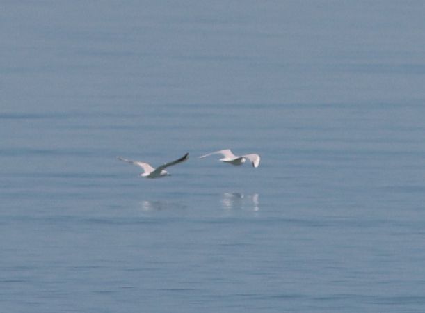 Gabbiano roseo  - Guillaume Locatelli