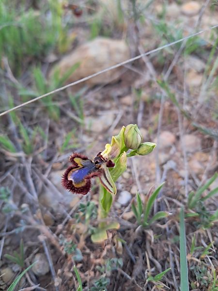 Ophrys speculum  - Jordi Roy