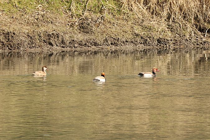 Fistione turco  - Adelfina Aldrovandi