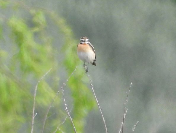 Stiaccino  - Andrea Sorrentino