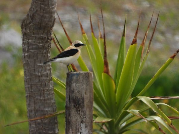 Monachella occidentale  - Andrea Sorrentino