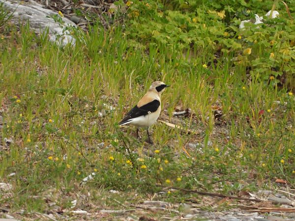 Monachella occidentale  - Andrea Sorrentino