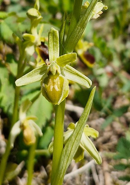 Ophrys virescens  - Laurent Bignon