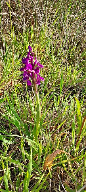 Anacamptis morio  - Hugues Berjon