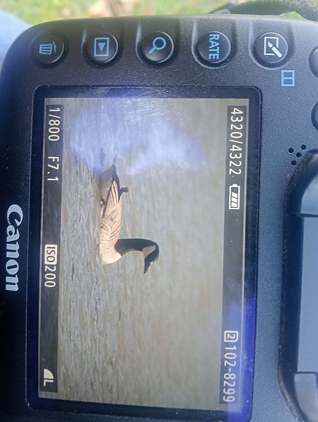 bernikla kanadyjska  - Marcin Kuźma