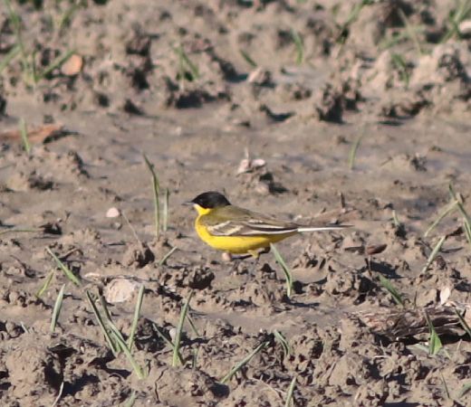 Cutrettola capinera  - Guillaume Locatelli