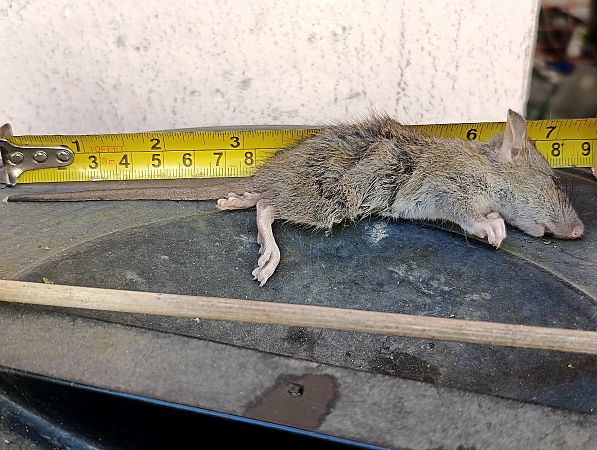 Ratto delle chiaviche  - Erika Mero