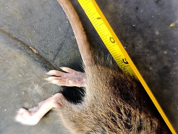 Ratto delle chiaviche  - Erika Mero