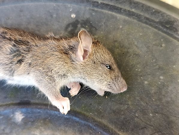 Ratto delle chiaviche  - Erika Mero