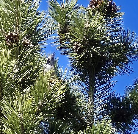 Cincia dal ciuffo  - Alessio Mannello