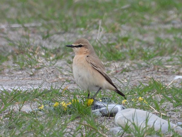 Culbianco isabellino  - Andrea Sorrentino