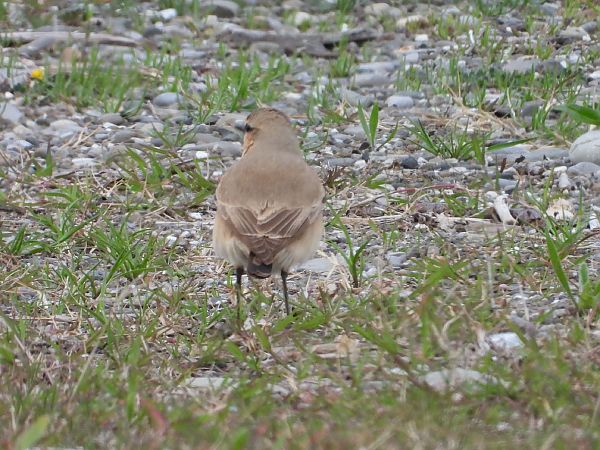 Culbianco isabellino  - Andrea Sorrentino