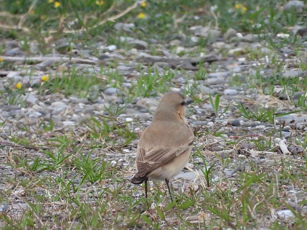 Culbianco isabellino  - Andrea Sorrentino
