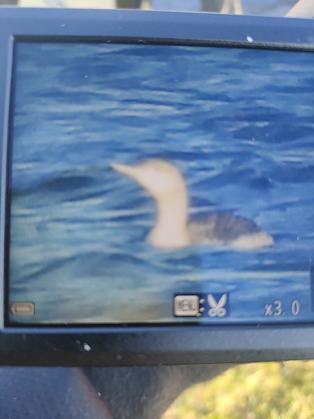 nur rdzawoszyi  - Roman Kempa