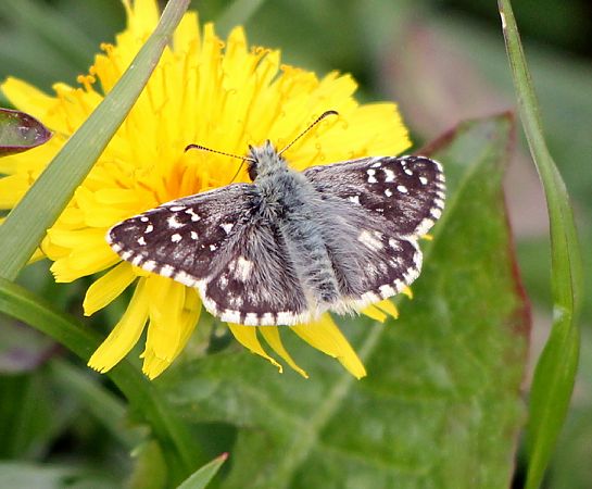 Pyrgus armoricanus  - Giacomo Sgorlon