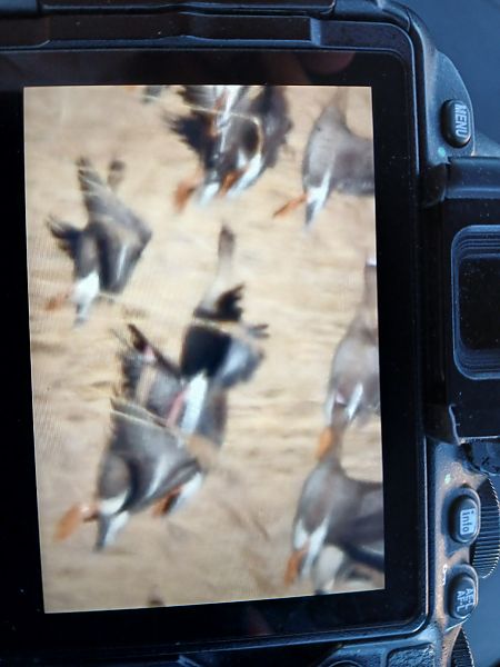 gęś krótkodzioba  - Dawid Kowalski