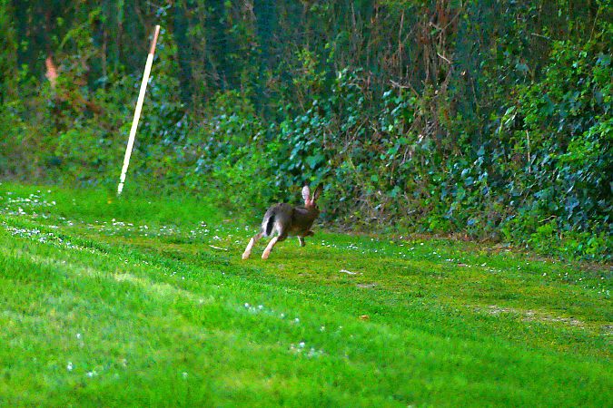 Lepre comune  - Lorenzo Cocco