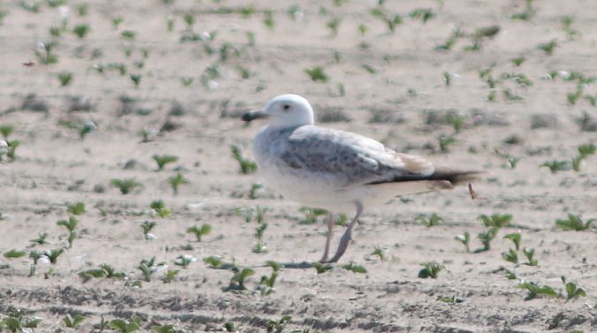 Gabbiano pontico  - Guillaume Locatelli