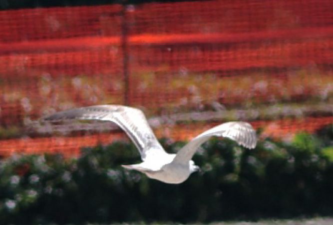Gabbiano pontico  - Guillaume Locatelli