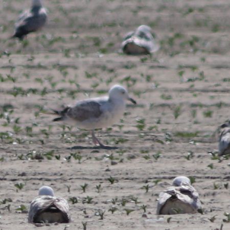 Gabbiano pontico  - Guillaume Locatelli
