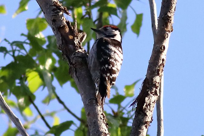 Picchio rosso minore  - Paolo Zonta