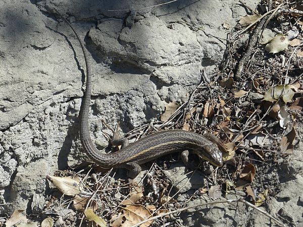 Sargantana cuallarga  - Marc Vilella