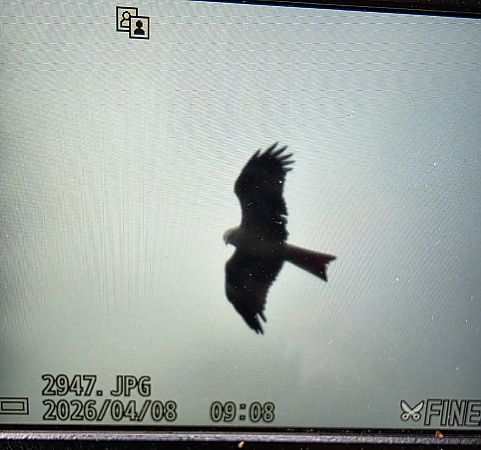 kania czarna  - Robert Locman