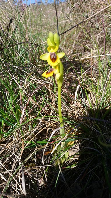 Ophrys lutea  - Monique Souben