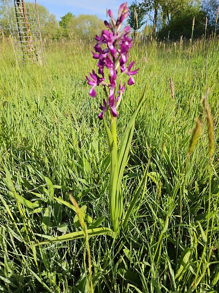 Anacamptis laxiflora  - Didier Godreau