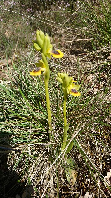 Ophrys lutea  - Monique Souben