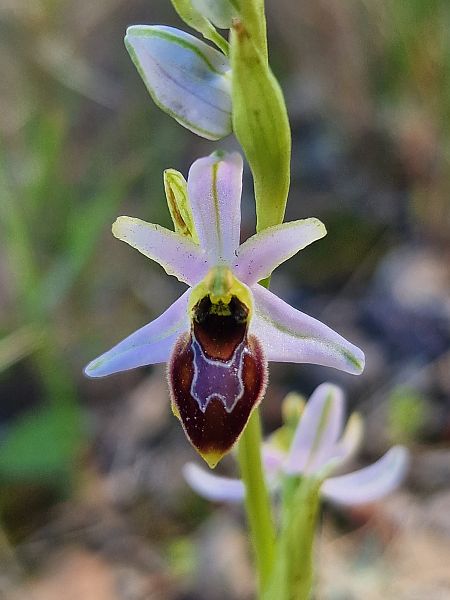 Ophrys splendida  - Diane Raibaut