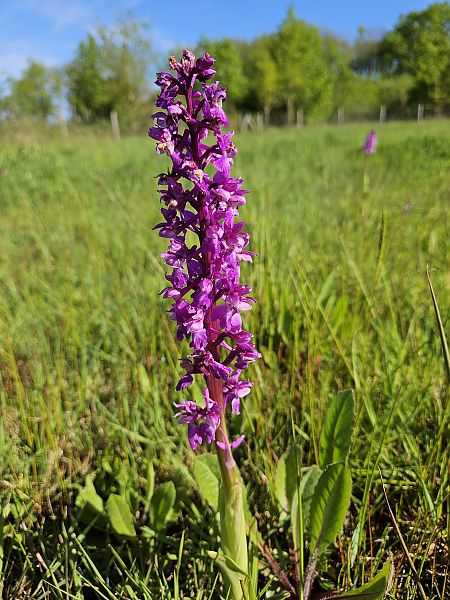 Orchis mascula  - Didier Godreau