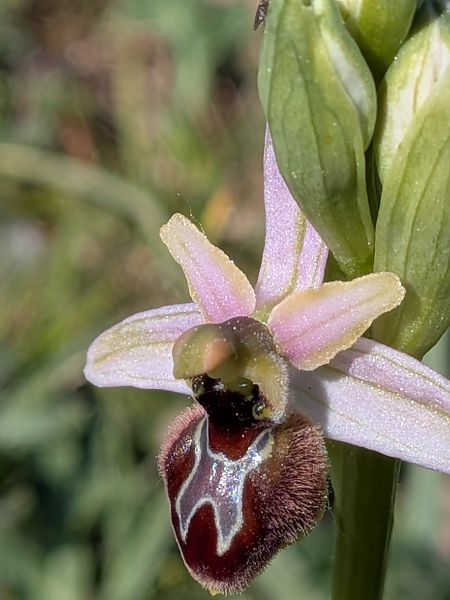 Ophrys splendida  - Patrick Benoit