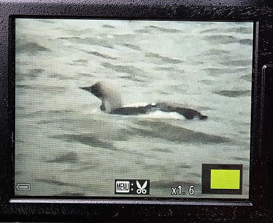 nur czarnoszyi  - Robert Locman