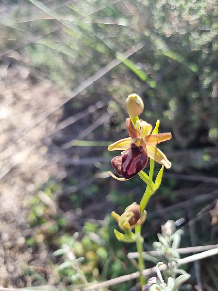 Ophrys passionis  - Pere Espinet