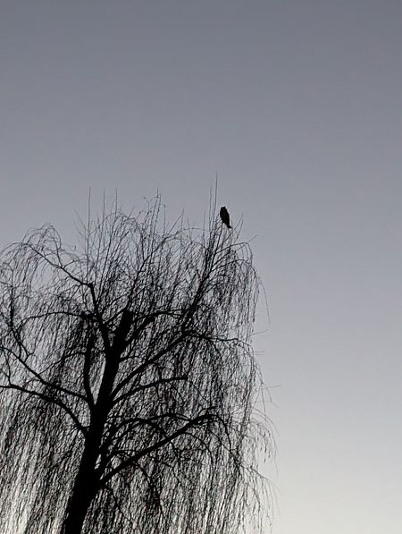 Waldohreule  - Konrad Uryga