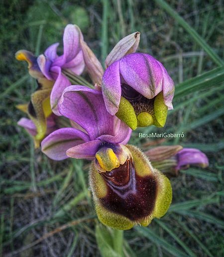 Ophrys tenthredinifera  - Rosa Mari Gabarró Junyent