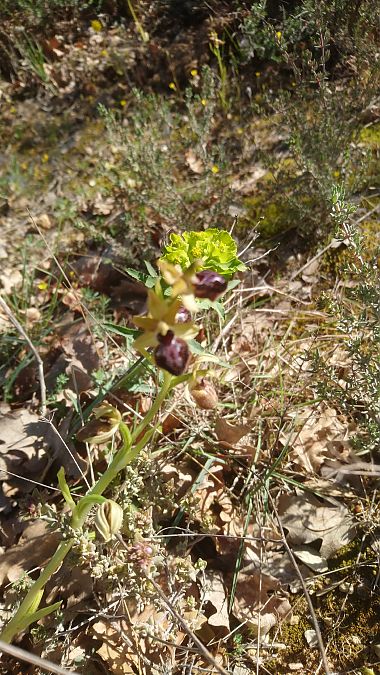 Ophrys passionis  - Monique Souben