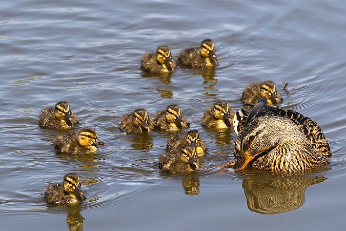 Germano reale  - Maurizio Andrini