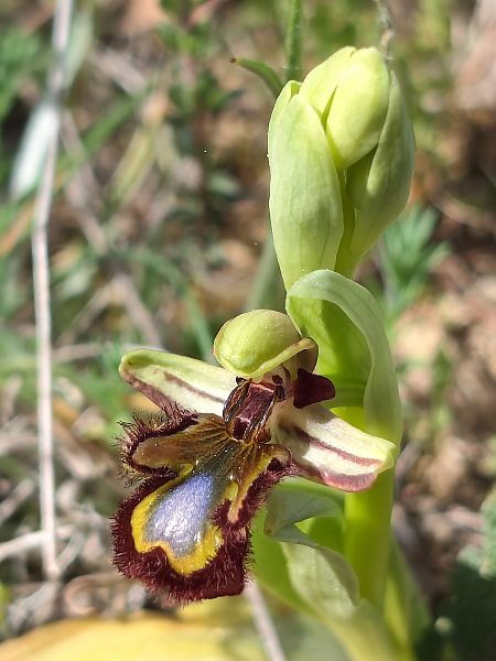 Ophrys speculum  - Enric Bringués